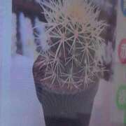 ヒメ日記 2026/03/10 18:10 投稿 ちずる 熟女の風俗最終章 高崎店