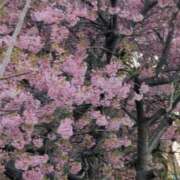 ヒメ日記 2026/03/18 17:19 投稿 ちずる 熟女の風俗最終章 高崎店