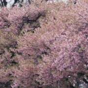 ヒメ日記 2026/03/20 12:38 投稿 ちずる 熟女の風俗最終章 高崎店