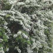 ヒメ日記 2026/03/21 07:38 投稿 ちずる 熟女の風俗最終章 高崎店