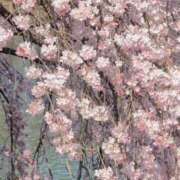 ヒメ日記 2026/03/24 21:48 投稿 ちずる 熟女の風俗最終章 高崎店