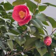 ヒメ日記 2026/03/29 13:32 投稿 ちずる 熟女の風俗最終章 高崎店