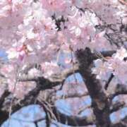 ヒメ日記 2026/04/01 08:48 投稿 ちずる 熟女の風俗最終章 高崎店