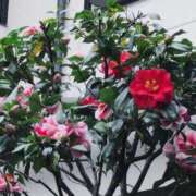 ヒメ日記 2026/04/07 09:29 投稿 ちずる 熟女の風俗最終章 高崎店