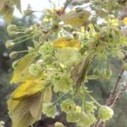 ヒメ日記 2026/04/09 12:31 投稿 ちずる 熟女の風俗最終章 高崎店