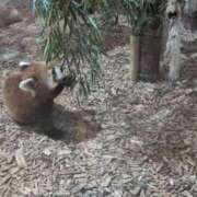 ヒメ日記 2026/04/15 10:18 投稿 ちずる 熟女の風俗最終章 高崎店