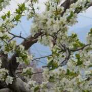 ヒメ日記 2026/04/15 11:41 投稿 ちずる 熟女の風俗最終章 高崎店