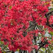 ヒメ日記 2026/04/16 10:08 投稿 ちずる 熟女の風俗最終章 高崎店