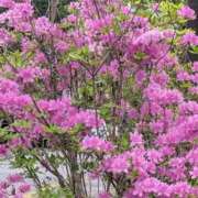 ヒメ日記 2026/04/24 08:12 投稿 ちずる 熟女の風俗最終章 高崎店