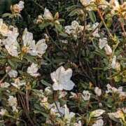 ヒメ日記 2026/04/26 07:08 投稿 ちずる 熟女の風俗最終章 高崎店