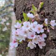 ヒメ日記 2026/04/29 09:16 投稿 ちずる 熟女の風俗最終章 高崎店
