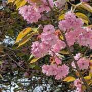 ヒメ日記 2026/05/07 08:58 投稿 ちずる 熟女の風俗最終章 高崎店