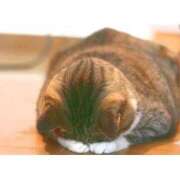 ヒメ日記 2025/08/12 19:10 投稿 せな 熟女＆人妻＆ぽっちゃり倶楽部