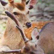 ヒメ日記 2025/01/15 08:03 投稿 秋本ちさと イエスグループ熊本 華女