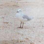 ヒメ日記 2025/03/02 07:41 投稿 秋本ちさと イエスグループ熊本 華女