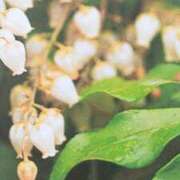 ヒメ日記 2025/03/08 08:18 投稿 秋本ちさと イエスグループ熊本 華女