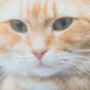 ヒメ日記 2025/03/14 08:11 投稿 秋本ちさと イエスグループ熊本 華女