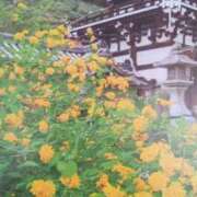 ヒメ日記 2025/04/12 07:59 投稿 秋本ちさと イエスグループ熊本 華女