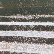 ヒメ日記 2025/04/20 07:50 投稿 秋本ちさと イエスグループ熊本 華女