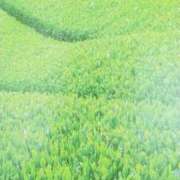 ヒメ日記 2025/05/12 07:47 投稿 秋本ちさと イエスグループ熊本 華女