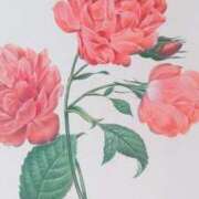 ヒメ日記 2025/05/18 07:57 投稿 秋本ちさと イエスグループ熊本 華女