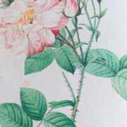 ヒメ日記 2025/06/03 08:03 投稿 秋本ちさと イエスグループ熊本 華女