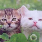 ヒメ日記 2025/08/14 07:45 投稿 秋本ちさと イエスグループ熊本 華女