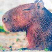 ヒメ日記 2025/08/24 07:54 投稿 秋本ちさと イエスグループ熊本 華女