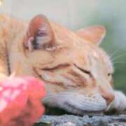 ヒメ日記 2025/10/06 07:42 投稿 秋本ちさと イエスグループ熊本 華女