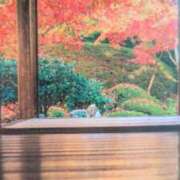 ヒメ日記 2025/11/24 08:11 投稿 秋本ちさと イエスグループ熊本 華女