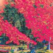 ヒメ日記 2025/11/29 08:28 投稿 秋本ちさと イエスグループ熊本 華女