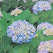 ヒメ日記 2026/06/12 07:32 投稿 秋本ちさと イエスグループ熊本 華女