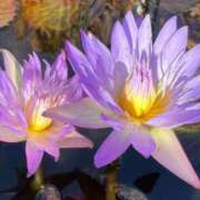 ヒメ日記 2025/03/05 19:31 投稿 千景【これぞリアル峰不二子】 Beppin house