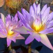 ヒメ日記 2025/04/30 10:50 投稿 千景【これぞリアル峰不二子】 Beppin house