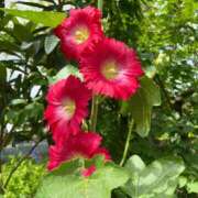 ヒメ日記 2025/06/15 08:50 投稿 千景【これぞリアル峰不二子】 Beppin house