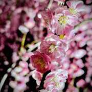 ヒメ日記 2025/03/25 13:00 投稿 京香 快楽玉乱堂