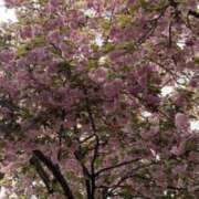 ヒメ日記 2026/04/12 16:56 投稿 京香 快楽玉乱堂