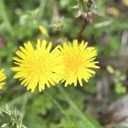 ヒメ日記 2026/04/07 11:35 投稿 水越まい ローテンブルク