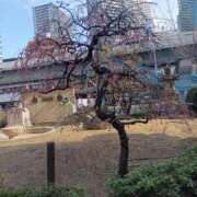 ヒメ日記 2025/04/23 09:24 投稿 ましろ奥様 人妻です