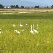 真田成美 15日に♪ 五十路マダム 新潟店(カサブランカグループ)