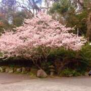 ヒメ日記 2025/02/25 09:44 投稿 琴音 バッキンガム