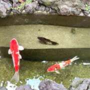 ヒメ日記 2025/07/05 10:01 投稿 琴音 バッキンガム