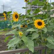 ヒメ日記 2026/07/01 17:46 投稿 あみな One More奥様　立川店