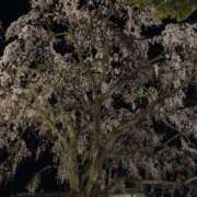 ヒメ日記 2026/03/29 08:04 投稿 さき 奥鉄オクテツ東京店（デリヘル市場）