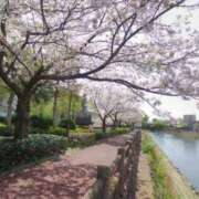 ヒメ日記 2025/04/11 08:03 投稿 ヒマリ キャンディ(鹿児島)