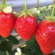 ヒメ日記 2025/05/01 06:33 投稿 ヒマリ キャンディ(鹿児島)