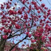 ヒメ日記 2026/03/20 08:53 投稿 さゆり 埼玉西川口ショートケーキ（シンデレラグループ）