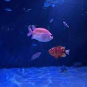 ヒメ日記 2025/02/25 12:42 投稿 西村 鶯谷ワンハート