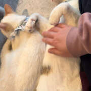 ヒメ日記 2025/10/03 10:36 投稿 西村 鶯谷ワンハート