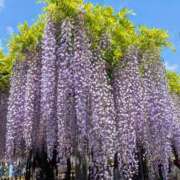 ヒメ日記 2026/04/27 00:06 投稿 ゆず ミラクル☆ハニー